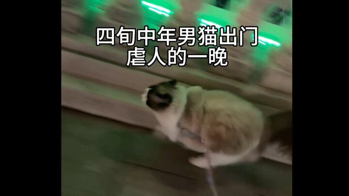 คืนหนึ่งของแมวหนุ่มวัยสี่สิบที่ออกไปไล่ต้อนผู้คน