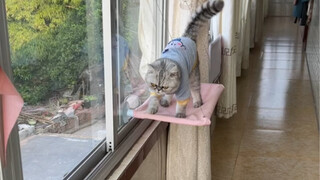 Wow, this little guy is really great at guarding the house!
