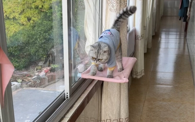 Wow, this little guy is really great at guarding the house!