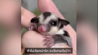 น่ารักน่าชังสุดๆเด็กๆ