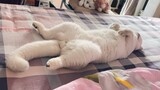 A cat enjoys being massaged