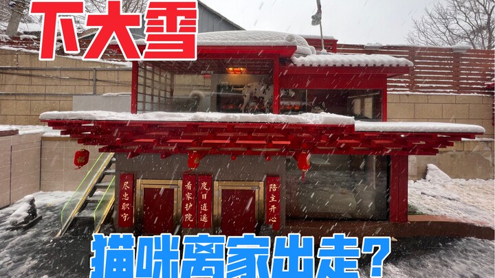 What could have possibly led a cat to decide to run away from home during the Lunar New Year?