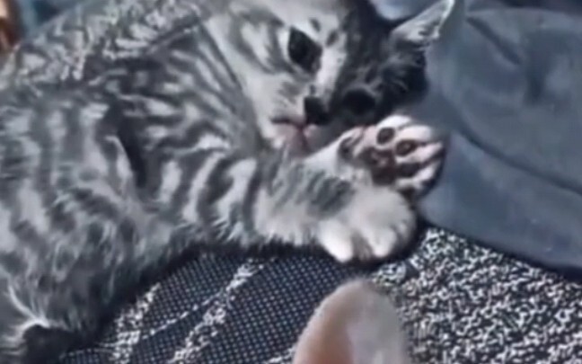 «مئات أشكال القطط»