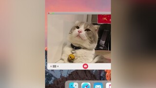Đang bùn nủ cat meo trending