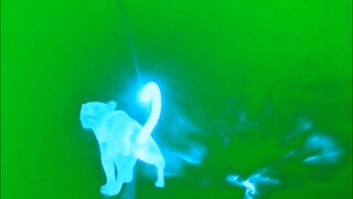 Green Screen and Black Screen Animorph Effects