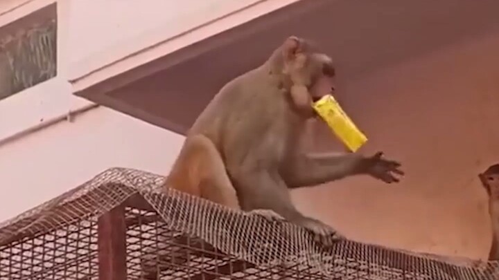 The Monkey King Is Born