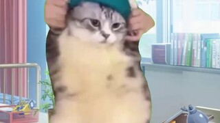[Meme Kucing] Cerita tentang aku yang sering begadang, makan tidak teratur, tidak suka minum air, ti