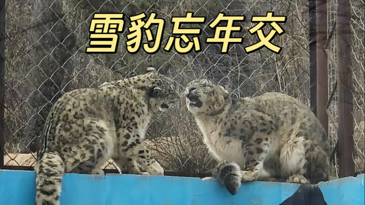 A young snow leopard and an elderly one—the zoo’s most remarkable unlikely friendship.