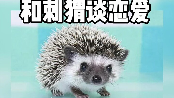 Nhím: Đố bạn xem có giống bạn gái của bạn không?