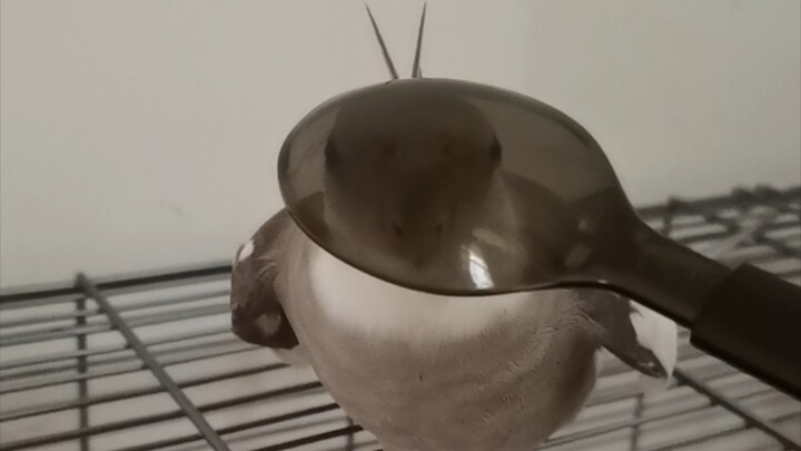 Gián Úc chính hiệu trực tuyến chơi peekaboo!