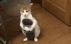 Cat: Can I replace the male goalkeeper of the national football team?