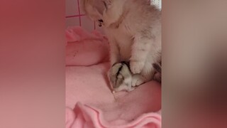 Ơ con mình hay gì z 🤣chomeo trending meocute meo meow mèoo videomeo tiktok trend