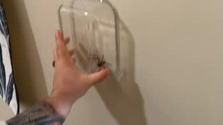 The clumsy version of catching spiders... I still overestimated my own abilities.