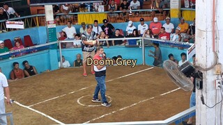 Doom gray, Champion sa lipa arena.