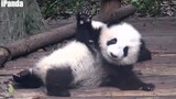 Panda Ini Sangat Pandai Membuat Keramaian