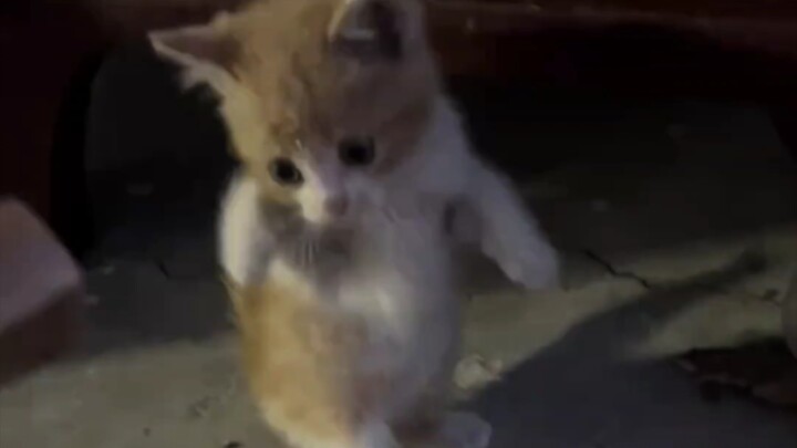Kenapa jadi seimut ini, kucing kecil yang menggemaskan!