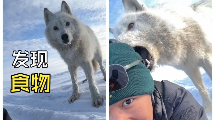 Those amazing animal videos!