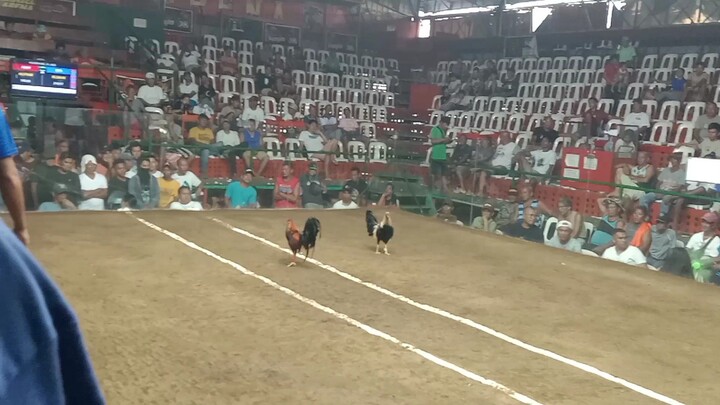 Pula kontra talisayon (loss)