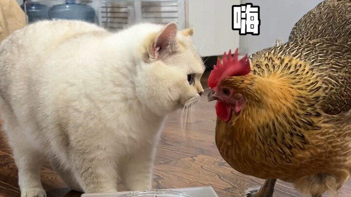 Bá Ba Bôn và Bôn Ba Bá