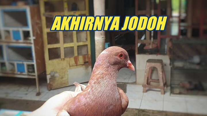 2 MERPATI BARUKU JODOH MESKI MASIH MUDA