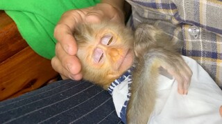 Baby Monkey MayaPlaying Much On Grandma While She's Cooking Dinner For Family Mom & Mama Really Love
