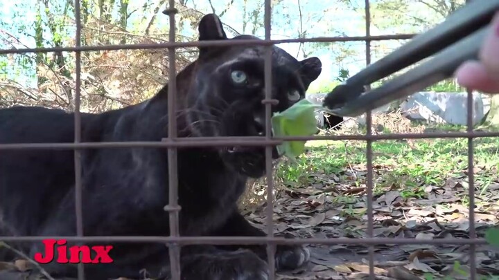 Catnip yang semakin membuat kucing ketagihan