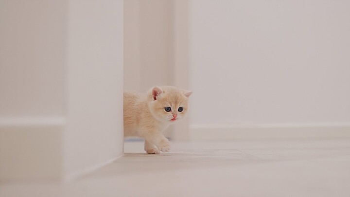 Baby Kittens Walking Like a Drunk