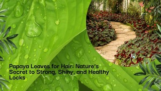 Papaya Leaves for Hair: Nature’s Secret to Strong, Shiny, and Healthy Locks