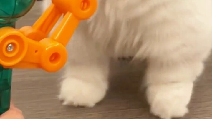 ช่วยด้วย! เจ้าที่ตักอึนี่มาแกล้งแมวอีกแล้ว~