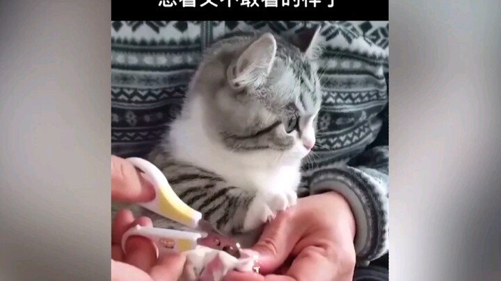 小奶猫剪指甲，想看又不敢看的样子，萌死啦！a w s l