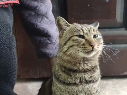 Why are cats kept by elderly people so well-behaved? They always obey one particular person.