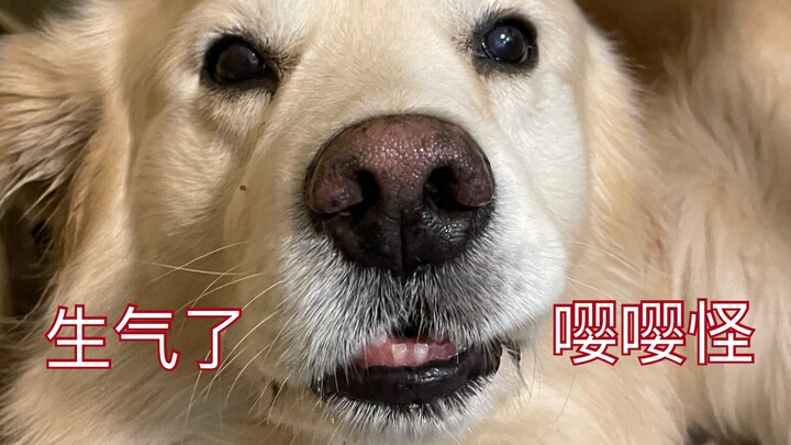 Mãi đến 2 giờ sáng mới về nhà, Lạc Lạc tủi thân quá.