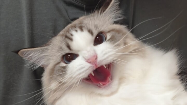 Betapa Sulitnya Menenangkan Putri Kecil Ragdoll yang Sedang Ngambek