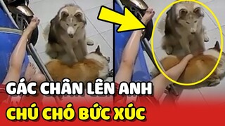 Chú chó Alaska BẤT BÌNH khi thấy Sen GÁC CHÂN lên người anh mình 😂 | Yêu Lu
