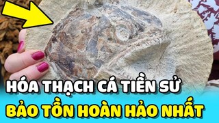 💥Phát hiện HÓA THẠCH "CÁ VÂY TIA" từ kỷ Jura được bảo tồn HOÀN HẢO tại 1 trang trại | TIN GIẢI TRÍ