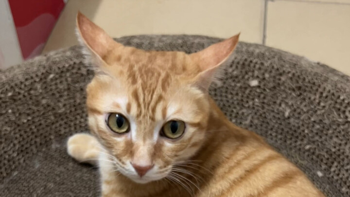 Cats can’t think as fast as humans.