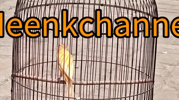 Burung Kenari Jambul/Gloster