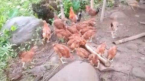free-range