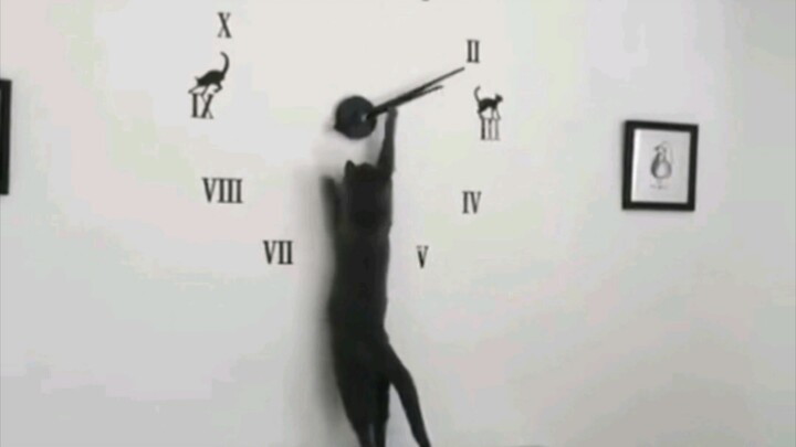 Con mèo ngược hướng