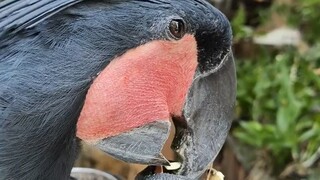 So this is how parrots eat peanuts... This built-in tool set is so professional!