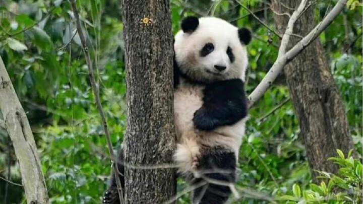 ขำตาย ถ้าไม่มีวาทศิลป์หน่อยก็เป็นยามที่ฐานแพนด้าไม่ได้เลยนะ! อีกวันที่ถูกยามบำบัดใจจนฟิน! ฮัวฮัว: ??