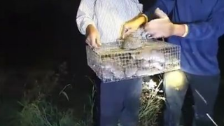 Thăm Bẫy Chuột Đêm