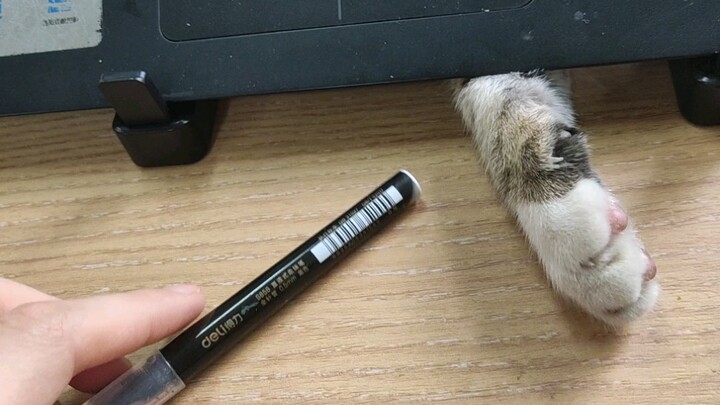 这只猫总是待在我的电脑支架后面，伸出瓜子偷我笔。