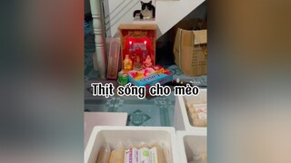 Ăn raw nhớ sổ giunnnn nhaaaaa mèo cat rawcat
