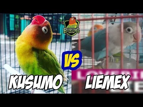 Lovebird Kusumo vs Liemex, Apakah Liemex sudah layak sebagai penerus Kusumo??