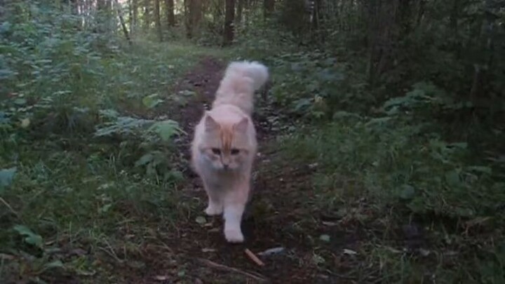 catss