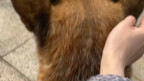 Its ears are so cute!
