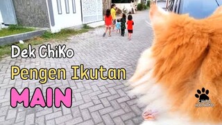Dek Chiko Pengen Ikutan Main.funny, funny videos, try not to laugh, pets, animals, cat, cats, pet