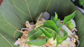 nasi pecel