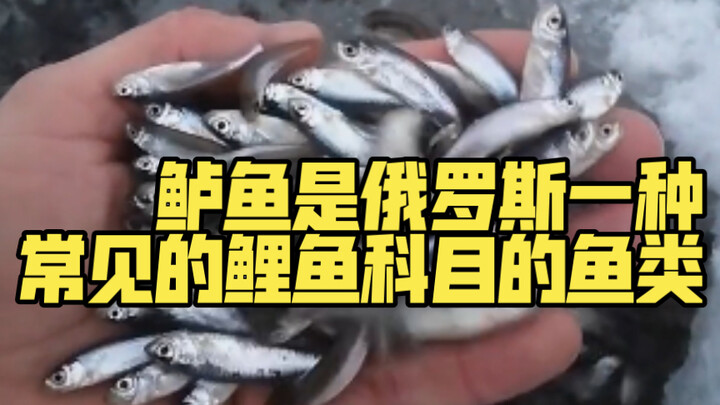 Perch is a common carp-family fish in Russia.